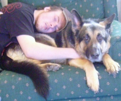 A man is sleeping on the back of a black and tan German Shepherd that is laying on a chair